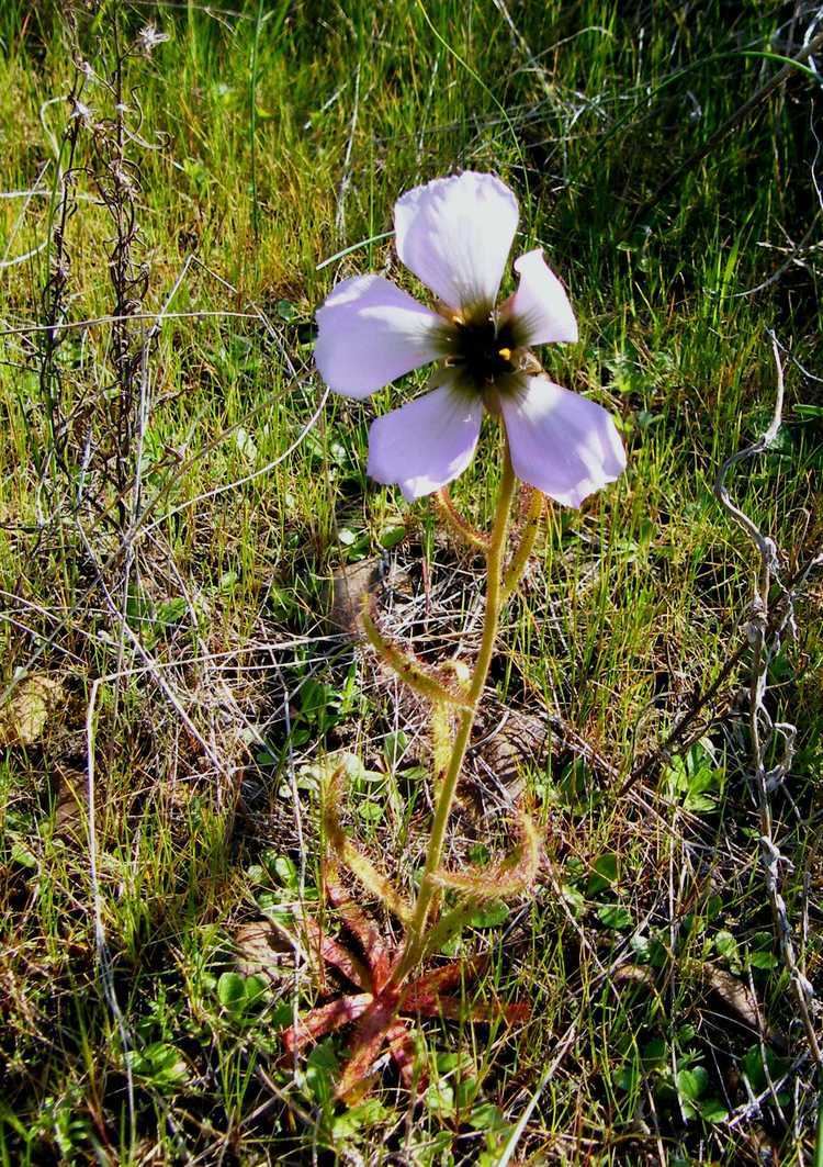Drosera cistiflora FileDrosera cistiflora Wellingtonjpg Wikimedia Commons