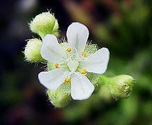 Drosera dilatato-petiolaris httpsuploadwikimediaorgwikipediacommonsthu
