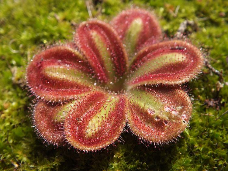 Drosera erythrorhiza Drosera erythrorhiza subsp squamosa laterite growing for Flickr