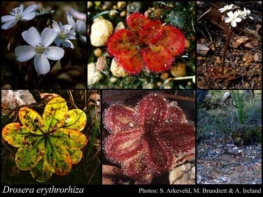 Drosera erythrorhiza Drosera erythrorhiza Lindl FloraBase Flora of Western Australia
