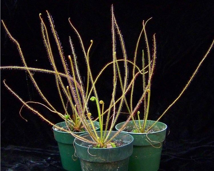 Drosera filiformis Drosera filiformis 39Florida Red39 Thread Leaved Sundew 3 pot mature
