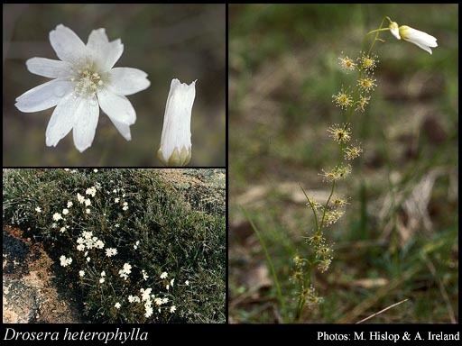 Drosera heterophylla httpsflorabasedpawwagovausciencetimage31