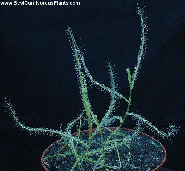 Drosera indica Drosera indica photos