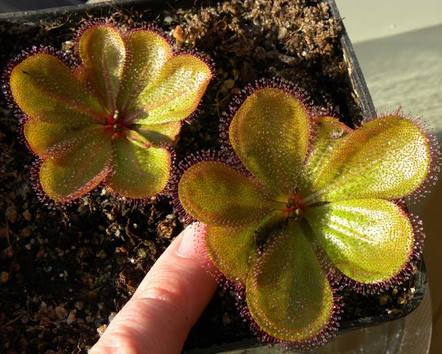 Drosera macrophylla Drosera macrophylla photos