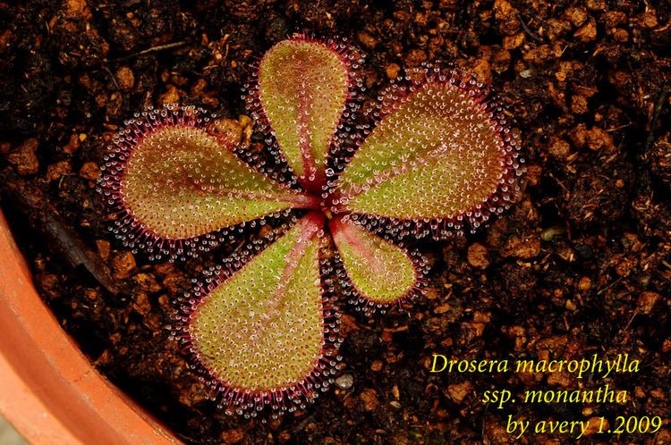 Drosera macrophylla imagesfotopnetalbums6averyorchidsDroseraDros