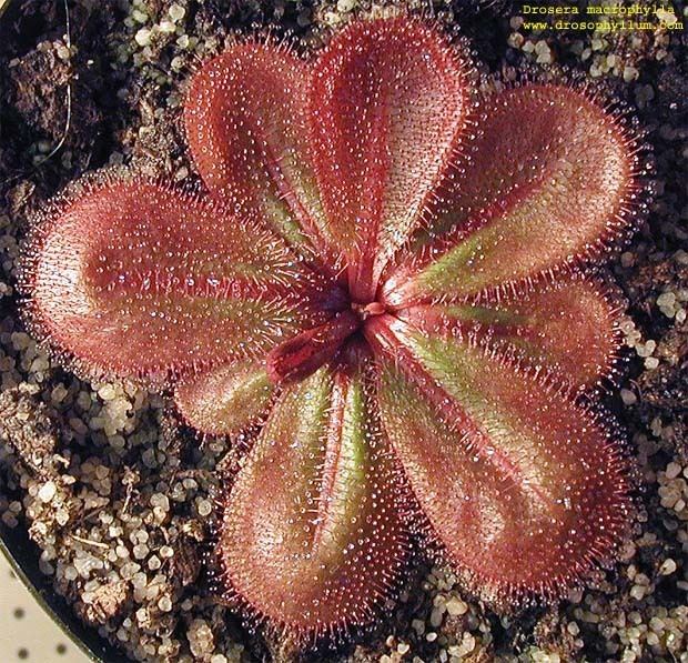 Drosera macrophylla Kultur und Beschreibung von KnollenDrosera Sonnentau