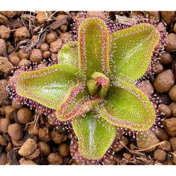 Drosera macrophylla Buy Snowy Sundew Seeds Rarexoticseeds