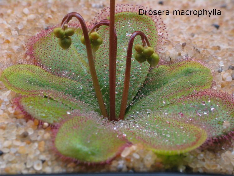 Drosera macrophylla tuberousdroseranet Drosera macrophylla