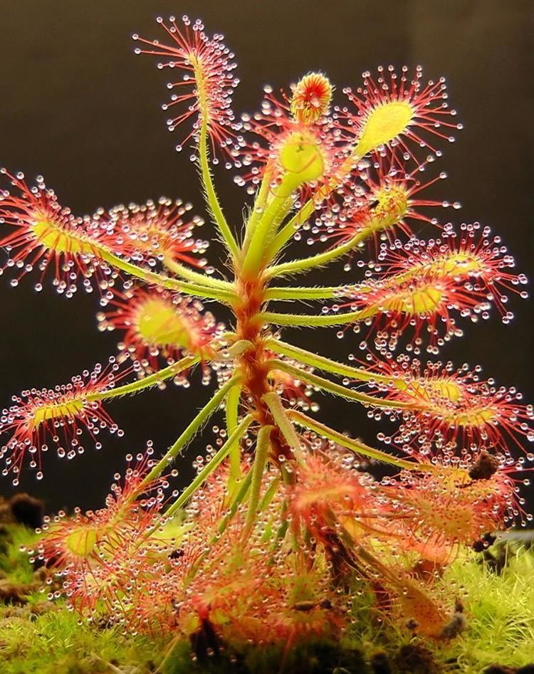 Drosera madagascariensis Drosera madagascariensis African Carnivorous Plant 10 Seeds