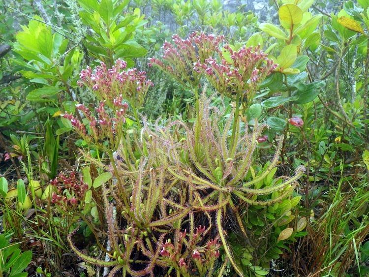 Drosera magnifica Drosera magnifica a new species from Brazil Thank you Facebook
