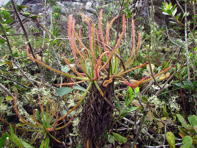 Drosera magnifica Top 10 Species ESF Top 10 New Species