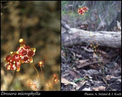 Drosera microphylla httpsflorabasedpawwagovausciencetimage31