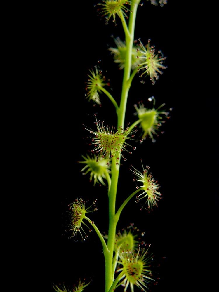 Drosera peltata FileDrosera peltata 2 Darwinianajpg Wikimedia Commons