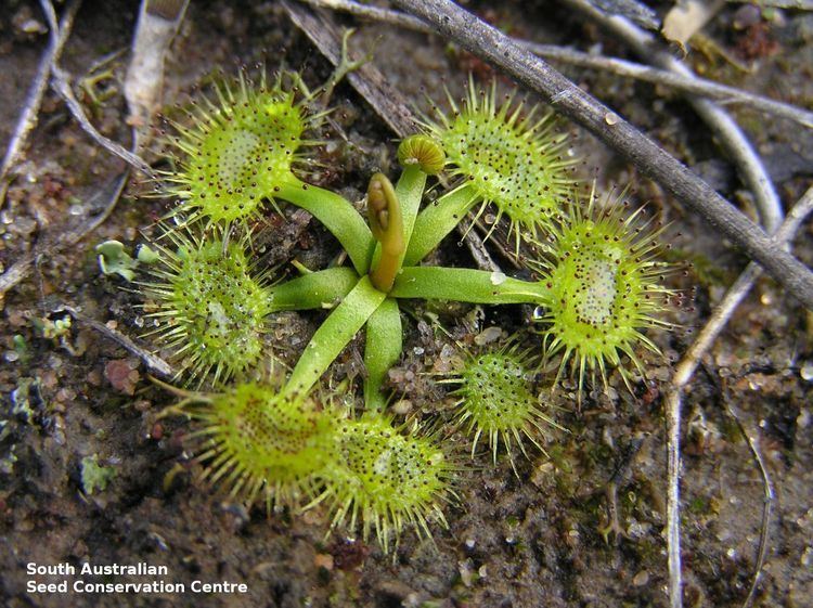 Drosera peltata Drosera peltata