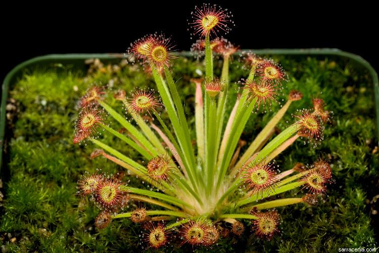 Drosera petiolaris The Carnivorous Plant FAQ The quotpetiolariscomplexquot