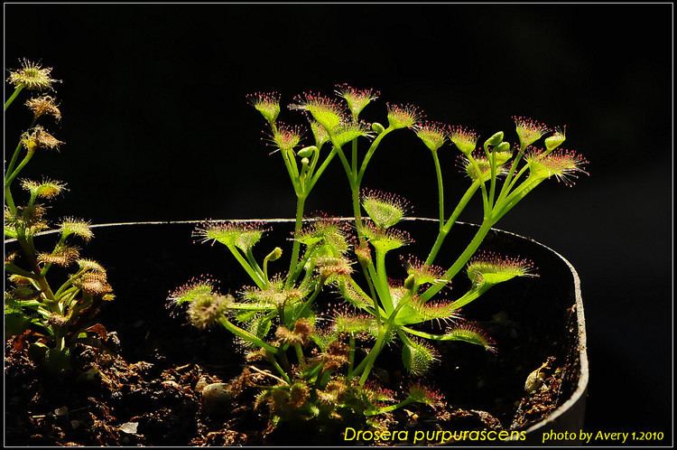 Drosera purpurascens images1fotopnetalbums6averyorchidsDroserapur