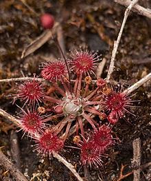 Drosera pygmaea httpsuploadwikimediaorgwikipediacommonsthu