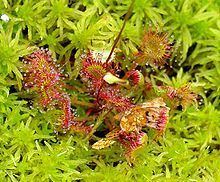 Drosera rotundifolia httpsuploadwikimediaorgwikipediacommonsthu