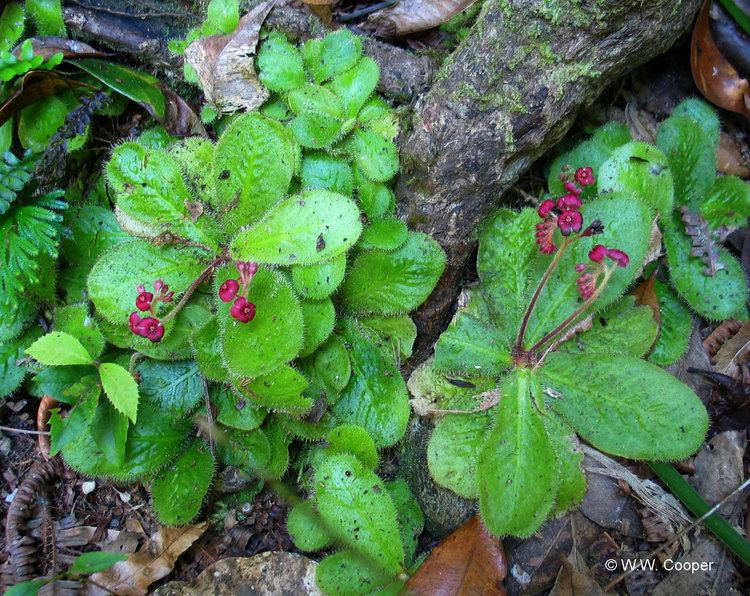 Drosera schizandra Factsheet Drosera schizandra