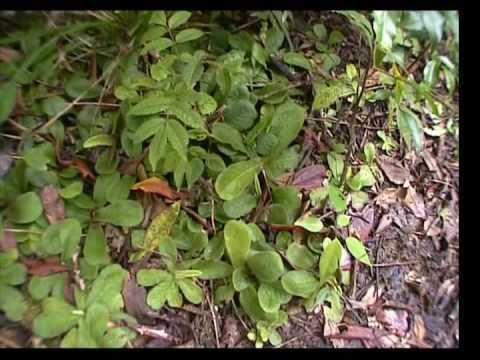 Drosera schizandra Queensland Part 3 Drosera schizandra on Mount Bartle Frere YouTube