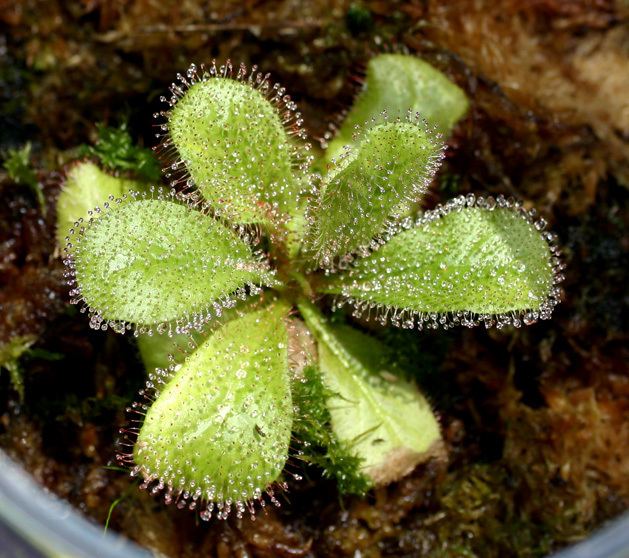 Drosera schizandra Drosera schizandra