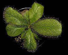 Drosera schizandra httpsuploadwikimediaorgwikipediacommonsthu