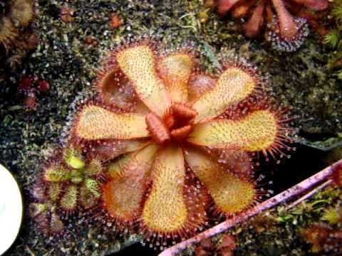 Drosera slackii Drosera slackii Sundew Carnivorous Plant YouTube
