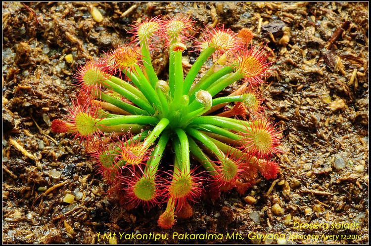 Drosera solaris Avery39s Tropical Drosera Collection Updated 5122010 Page 2