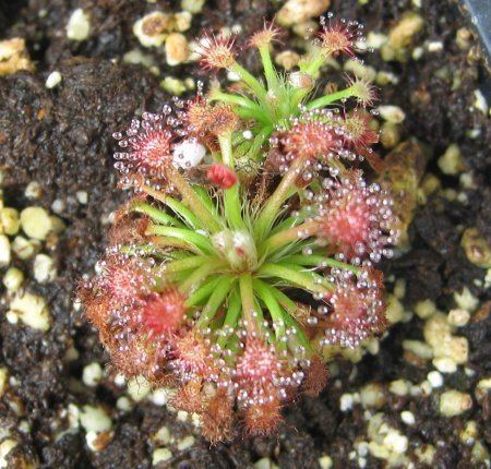 Drosera solaris Browse Carnivorous Plants Seeds and other Products