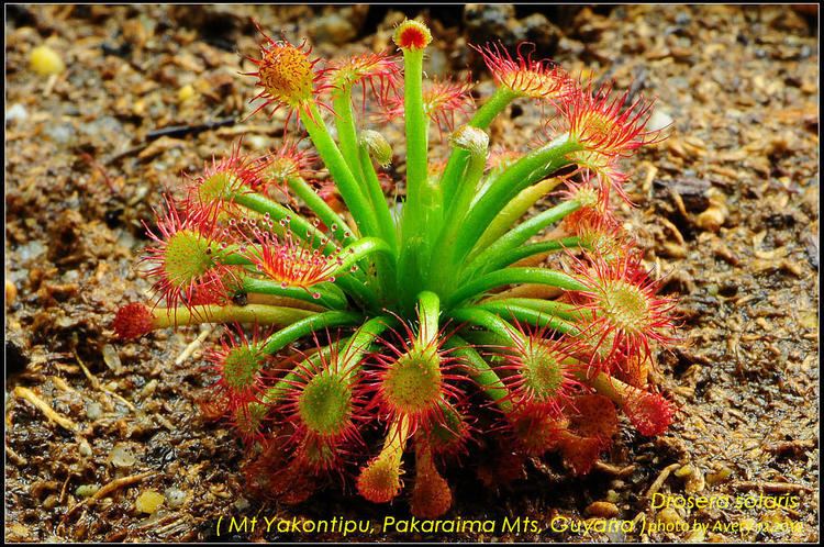 Drosera solaris Avery39s Tropical Drosera Collection Updated 5122010 Page 2