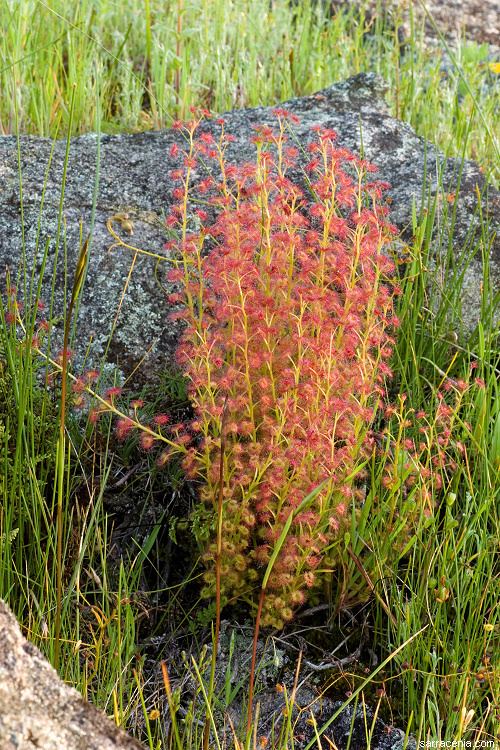 Drosera stolonifera The Carnivorous Plant FAQ The tuberous fanleaved Drosera