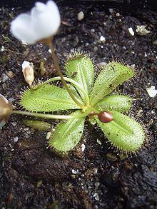 Drosera tubaestylis httpsuploadwikimediaorgwikipediacommonsthu