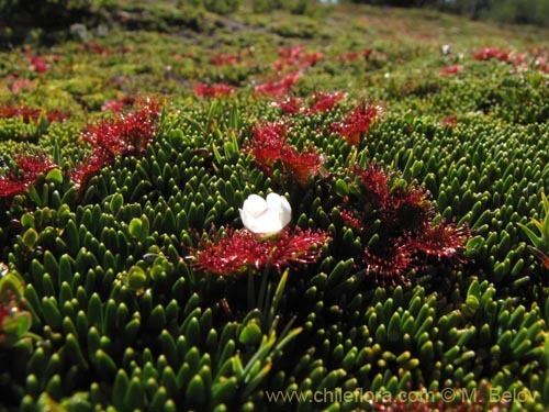 Drosera uniflora Description and images of Drosera uniflora a native Chilean