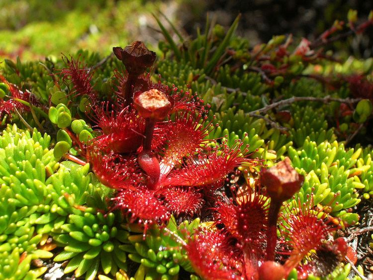 Drosera uniflora Drosera uniflora plantas insectivoras parque nacional chi Flickr