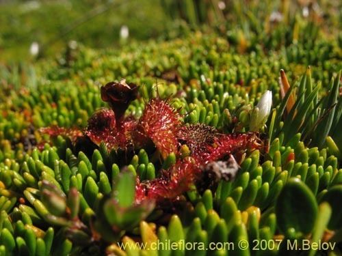Drosera uniflora Description and images of Drosera uniflora a native Chilean