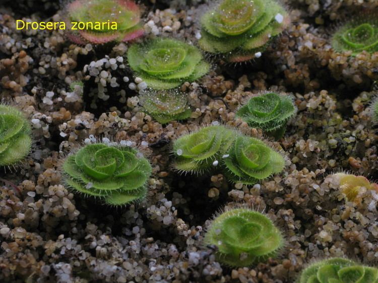 Drosera zonaria tuberousdroseranet Drosera zonaria