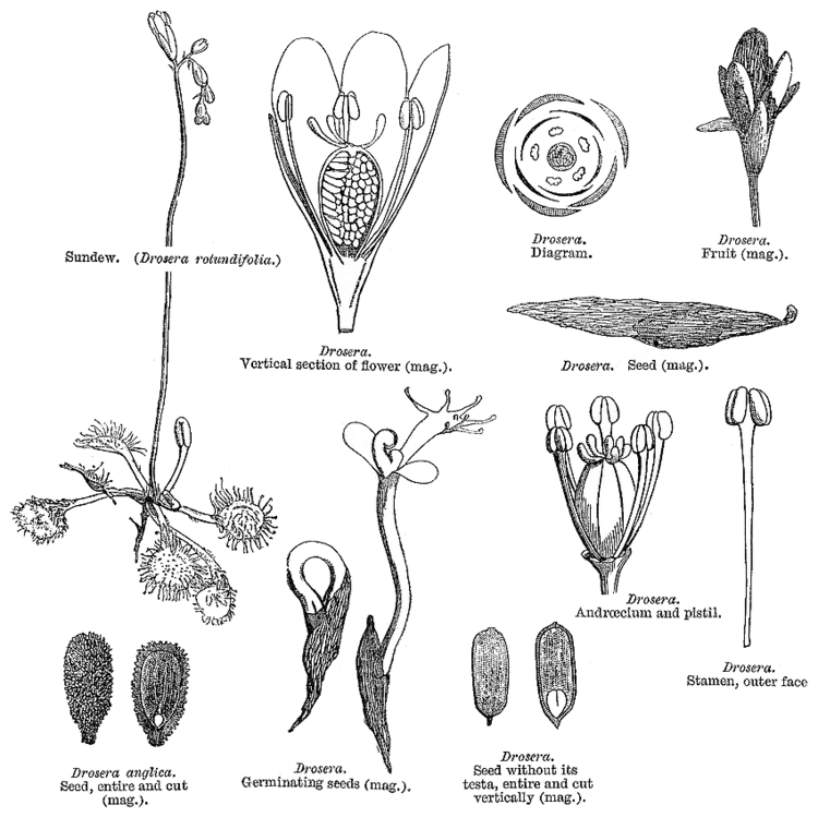 Droseraceae Angiosperm families Droseraceae Salisb