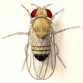 Drosophila Why fly droso4schools