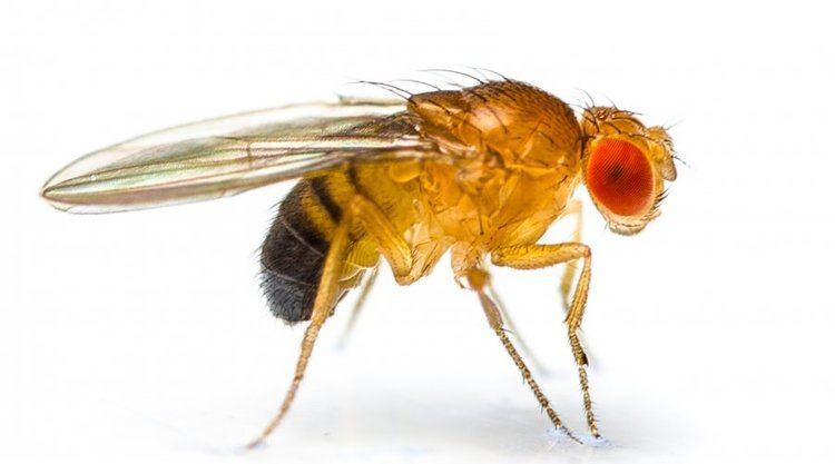 Drosophila Fruit flies in the laboratory Stories yourgenomeorg