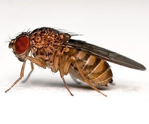 Drosophila Drosophila melanogaster The Fruit Fly BenchFly