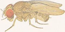 Drosophila ananassae httpsuploadwikimediaorgwikipediacommonsthu