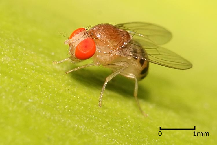 Drosophila Drosophila Simple English Wikipedia the free encyclopedia