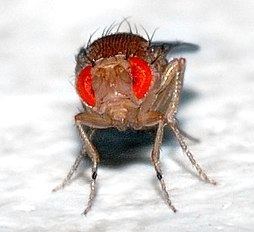 Drosophila Drosophila melanogaster Wikipedia