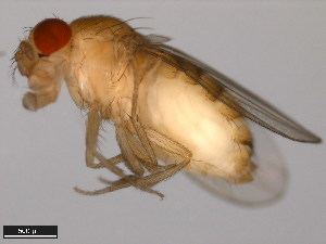 Drosophila bifurca paisleyglenfileswordpresscom201212whatastu