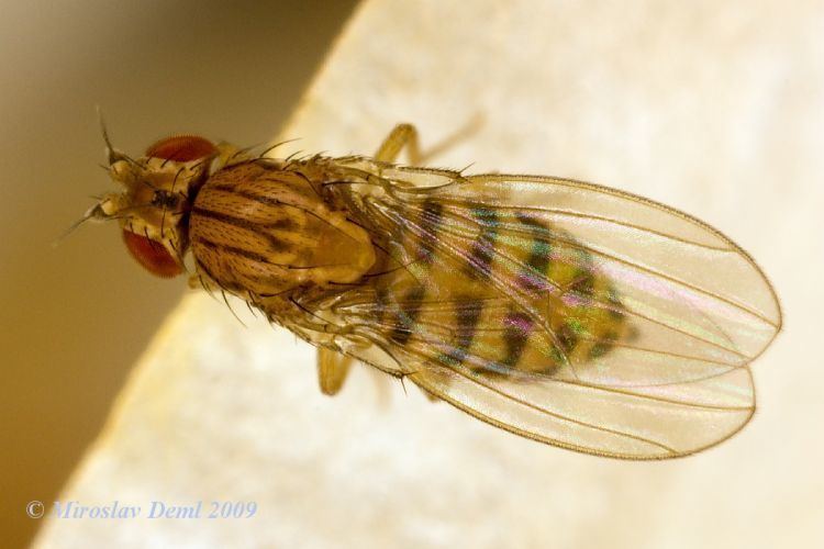 Drosophila busckii Image Drosophila busckii BioLibcz
