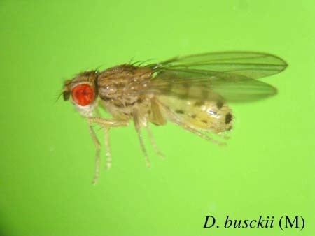 Drosophila busckii Ehime Strain Search Result
