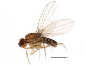 Drosophila busckii BOLD Systems Taxonomy Browser Drosophila busckii species