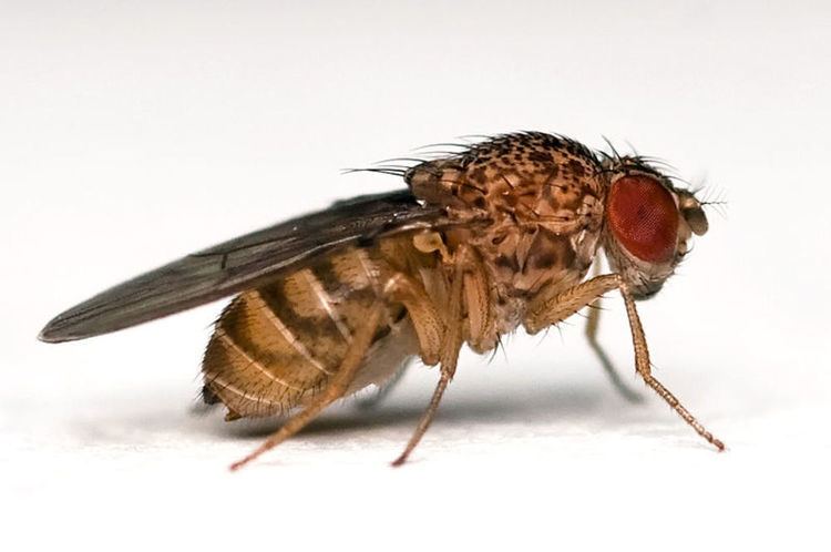 Drosophila drosophila Popular Science