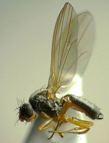 Drosophila funebris httpsuploadwikimediaorgwikipediacommonsthu