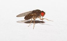 Drosophila hydei httpsuploadwikimediaorgwikipediacommonsthu